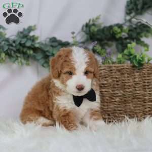 Dash, Mini Bernedoodle Puppy